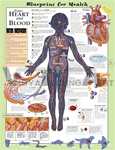 Blueprint for Health Your Heart and Blood Anatomical Chart